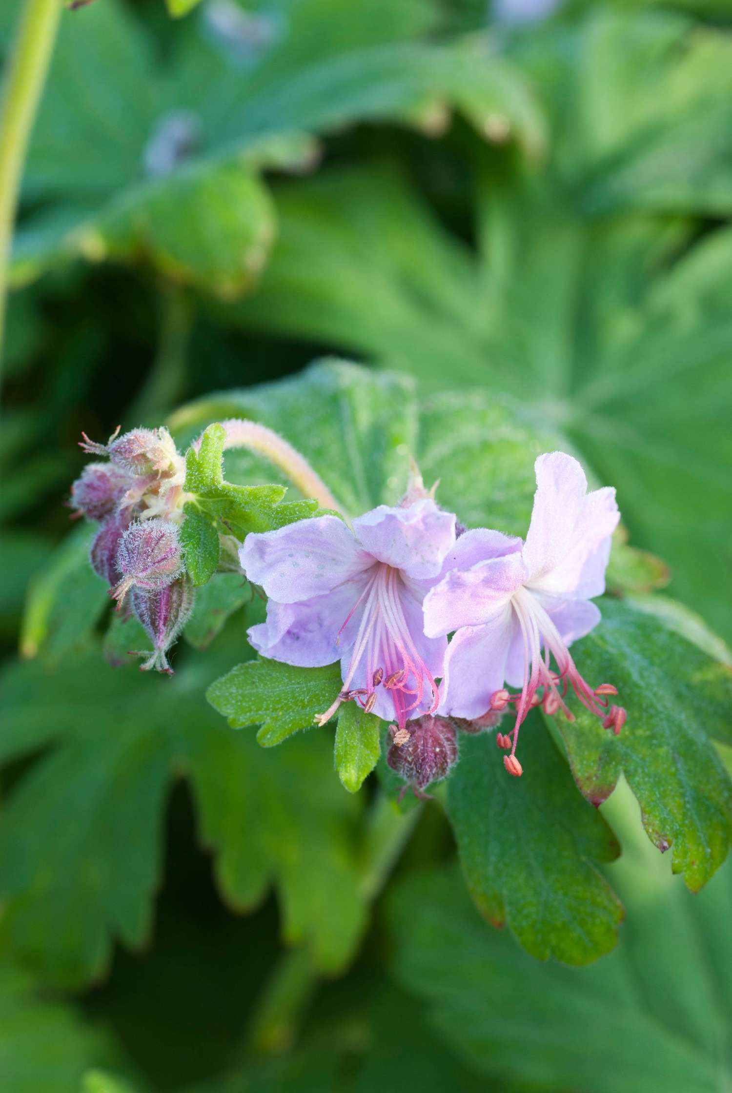 Kurjenpolvi 'Ingwersen's Variety'